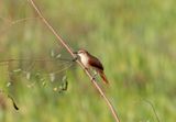 Yellow-chinned Spinetail_7578.jpg