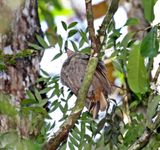 Cinnamon-vented Piha_4641.jpg