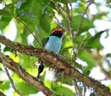 Blue Manakin - male_5477.jpg