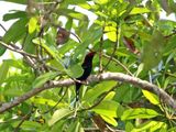 Helmeted Manakin - male_0847.jpg