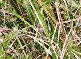 Bran-colored Flycatcher_6301.jpg
