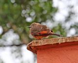 Cliff Flycatcher_3727.jpg