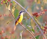 Lesser Kiskadee_1935.jpg