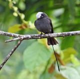 Long-tailed Tyrant_3749.jpg