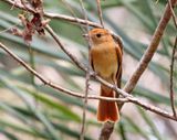 Rufous Casiornis_1645.jpg