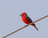 Scarlet Flycatcher_0745.jpg