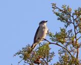Shear-tailed Grey Tyrant_5643.jpg
