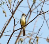 Swainsons Flycatcher_6848.jpg