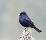 Velvety Black Tyrant - male_5993.jpg