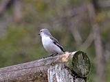 White-rumped Monjita_6029.jpg