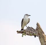 White-rumped Monjita_7405.jpg