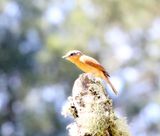 Chestnut-crowned Becard_4702.jpg