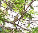 Ashy-headed Greenlet_1451.jpg