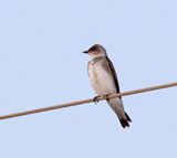 Grey-breasted Martin_8003.jpg