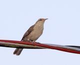 Thrush-like Wren_0447.jpg