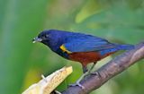 Chestnut-bellied Euphonia - male_5766.jpg