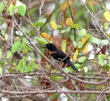 Epaulet Oriole_1840.jpg