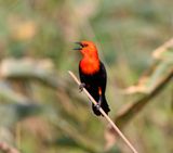 Scarlet-headed Blackbird_2164.jpg