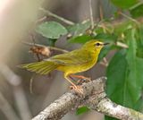 Flavescent Warbler_1430.jpg