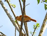 Brown Tanager_5418.jpg