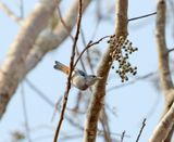 Chestnut-vented Conebill - male_6882.jpg