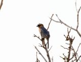 Cinnamon Tanager_2750.jpg
