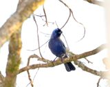 Diademed Tanager_5714.jpg