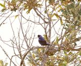 Diademed Tanager_5715.jpg