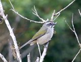 Green-winged Saltator_4846.jpg