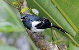 Magpie Tanager_3179.jpg