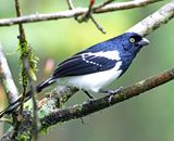 Magpie Tanager_3186.jpg