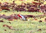 Red-crested Cardinal_8171.jpg