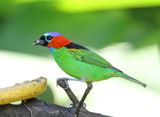 Red-necked Tanager_4797.jpg