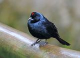Ruby-crowned Tanager - male_3040.jpg