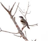 Shrike-like Tanager_2762.jpg