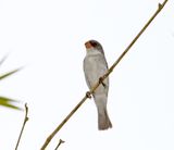 White-bellied Seedeater - male_6070.jpg