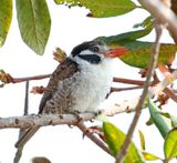 White-eared Puffbird_2847.jpg
