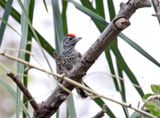 White-wedged Piculet - male_1618.jpg