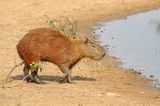 Capybara_7230.jpg