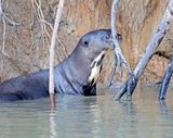 Giant Otter_9420.jpg