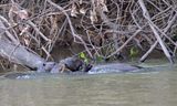 Giant Otter_2055.jpg