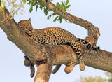 Jaguar_9037.jpg