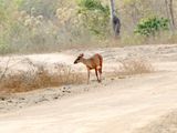 Pampas Deer_2124.jpg