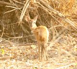 Red Brocket Deer_2204.jpg