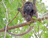 Black Howler_2416.jpg
