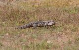 Argentine Black and White Tegu_8317.jpg