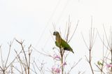 Scaly-headed Parrot_8533.jpg