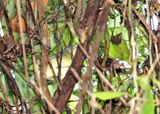 Rufous-margined Antwren_4497.jpg