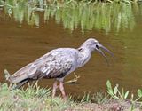 Plumbeous Ibis_8261.jpg