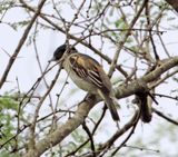 Grey-collared Becard - immature male_6347.jpg